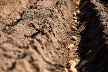 Process of planting potato field in the vegetable garden, close up.