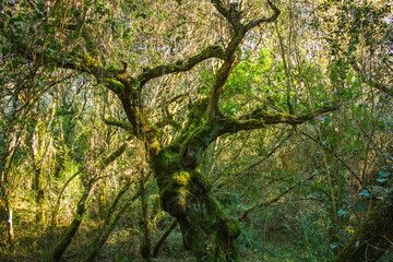 Beautiful tree covered with moss in the middle of an enchanted forest. Beselga de Cima, Serra de Aire, Portugal