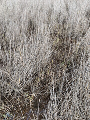 Dry grass background, straw texture