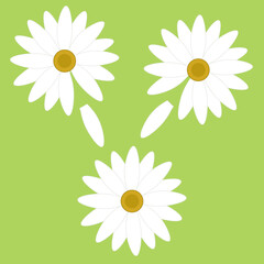 Vector illustration with three chamomiles with petals on a green background as a design element for textile, wallpaper, print, poster, postcards