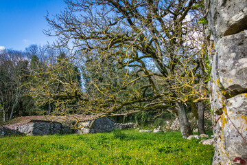 Beautiful tree in the middle of a stone house and stone wall. Tree with yellow lichens in the branches
