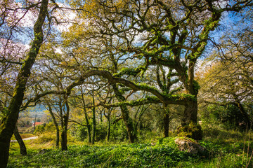 Fototapeta na wymiar Beautiful tree with ferns and moss in the branches. Huge tree in the mountain village of Alvados, Serra de Aire, Portugal.