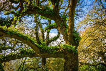 Fototapeta premium Beautiful tree with ferns and moss in the branches. Huge tree in the mountain village of Alvados, Serra de Aire, Portugal.