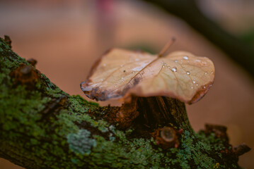 Hoja de otoño marrón sobre árbol con gotas de agua por encima