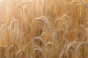 
Barley field with ripe and gold barley crops
