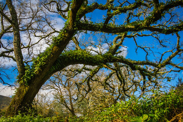 Fototapeta premium Beautiful tree with ferns and moss in the branches. Huge tree in the mountain village of Alvados, Serra de Aire, Portugal.
