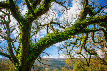 Fototapeta premium Beautiful tree with ferns and moss in the branches. Huge tree in the mountain village of Alvados, Serra de Aire, Portugal.