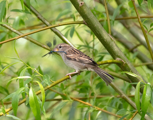 Reed Bunting