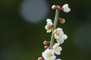 春を告げるかわいい白梅の花