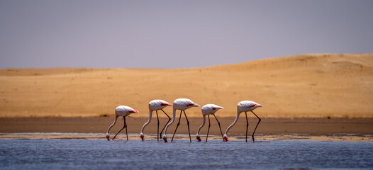 Flamingos im Gleichschritt auf der Suche nach Futter an einem Strand in Namibia.