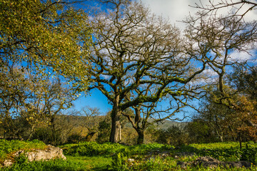 Beautiful tree with ferns and moss in the branches. Huge tree in the mountain village of Alvados, Serra de Aire, Portugal.