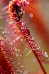 fleischverdauender Sonnentau - Drosera anglica,