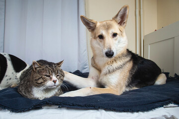 Playful dog and cat on bed at home