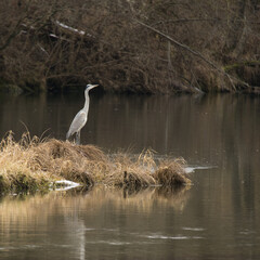 ein Graureiher wartet am Fluss