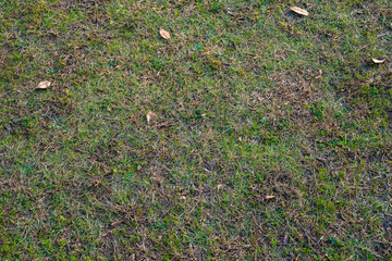 Texture: Grass in a park, in autumn
