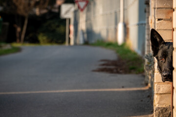 Dog watching over the street