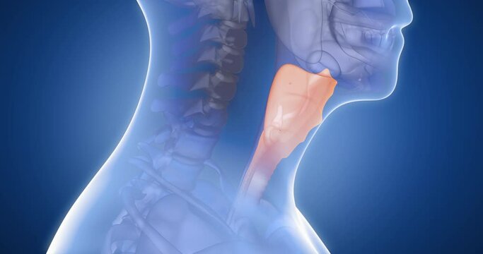 Thyroid gland, throat x-ray style, internal organs 3D render, anatomy of the human body, blue background