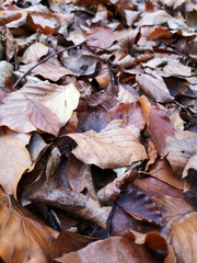 Herbstlaub im November
