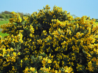 Yellow large bush