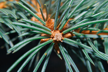 Naklejka na ściany i meble Macroshot of pine tree needles