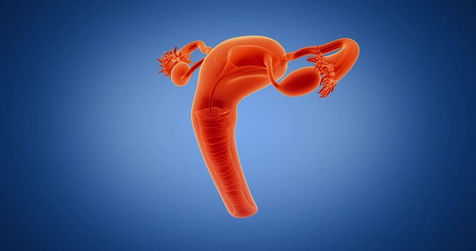 Uterus, womb, ovaries, female x-ray style, internal organs 3D render, anatomy of the human body, blue background