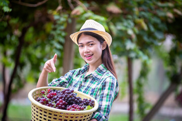 Grape farm, a young farmer picking grapes that are ripe.