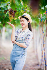 Grape farm, a young farmer picking grapes that are ripe.