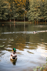 Pond with ducks in the park. Autumn landscape