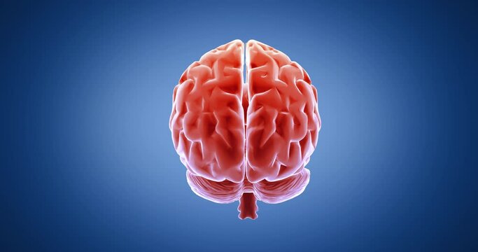 Brain x-ray style, internal organs 3D render, anatomy of the human body, blue background