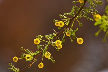 Acacia erioloba Desierto Namib Namibia Africa