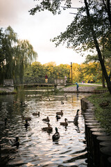 Pond with ducks in the park. Autumn landscape