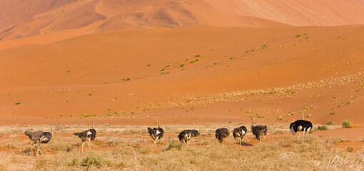 Fototapeta na wymiar Avestruz Desierto Namib Namibia Africa