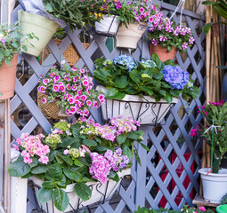 Blooming vibrant purple Hydrangea flowers in pot