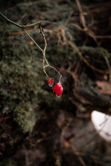 Small red berries hanging from a branch in the forest. Dew drop on berries