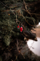 Small red berries hanging from a branch in the forest. Dew drop on berries
