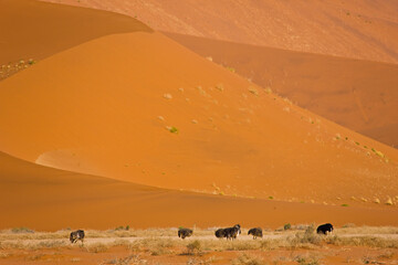 Fototapeta na wymiar Ostrich or Common Ostrich (Struthio camelus), Desierto Namib, Namibia, Africa