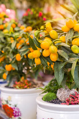 Tangerines, a symbol of good luck at Chinese New Year