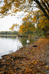 Beautiful white swans swim in the lake. Yellow autumn leaves on the trees. Forest.