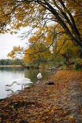Beautiful white swans swim in the lake. Yellow autumn leaves on the trees. Forest.