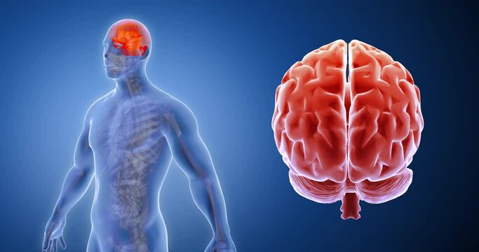 Brain x-ray style, internal organs 3D render, anatomy of the human body, blue background