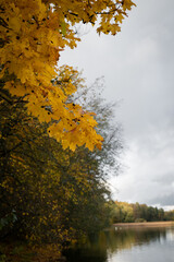 Autumn landscape. Yellow maple tree on the background of the lake