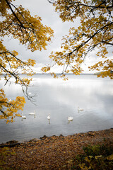 Beautiful white swans swim in the lake. Yellow autumn leaves on the trees. Forest.