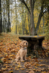 A dog in the forest near the lake is waiting for its owners. American cocker spaniel.