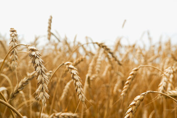 Fototapeta premium Summer landscape of wheat field. Ripe cereals field. Golden spikelets of ripe wheat close up