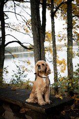 A dog in the forest near the lake is waiting for its owners. American cocker spaniel.