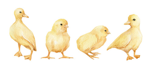Watercolor cute yellow birds. Chickens, ducklings. Little easter animals. Farm birds. Domestic pet.