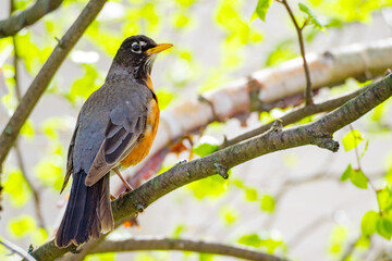 Red robin returns in springtime canada
