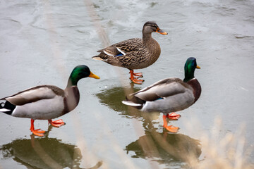 three ducks on the frozen lake
