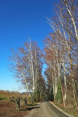 Obraz premium Auf der Birkenallee