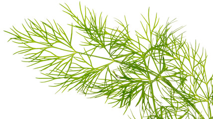 Green dill isolated on a white background.